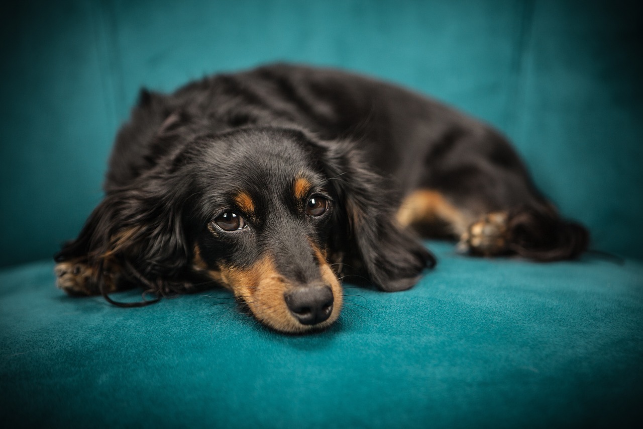 dog, puppy, sofa-2561134.jpg