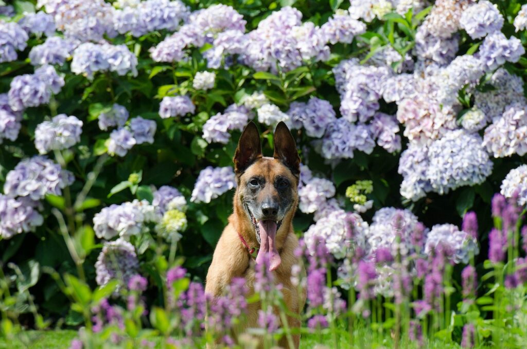 garden, dog and garden, hydrangea-750612.jpg